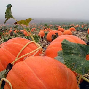 Pumpkin seeds Hundred Pound Ukraine Heirloom Vegetable Seeds average #1611