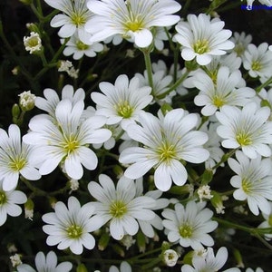 Cerastium bibersteinii  Flower seeds