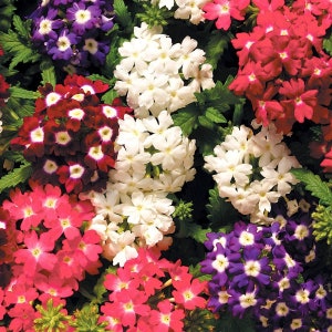 Flower Seeds Verbena x Hybrida mix from Ukraine