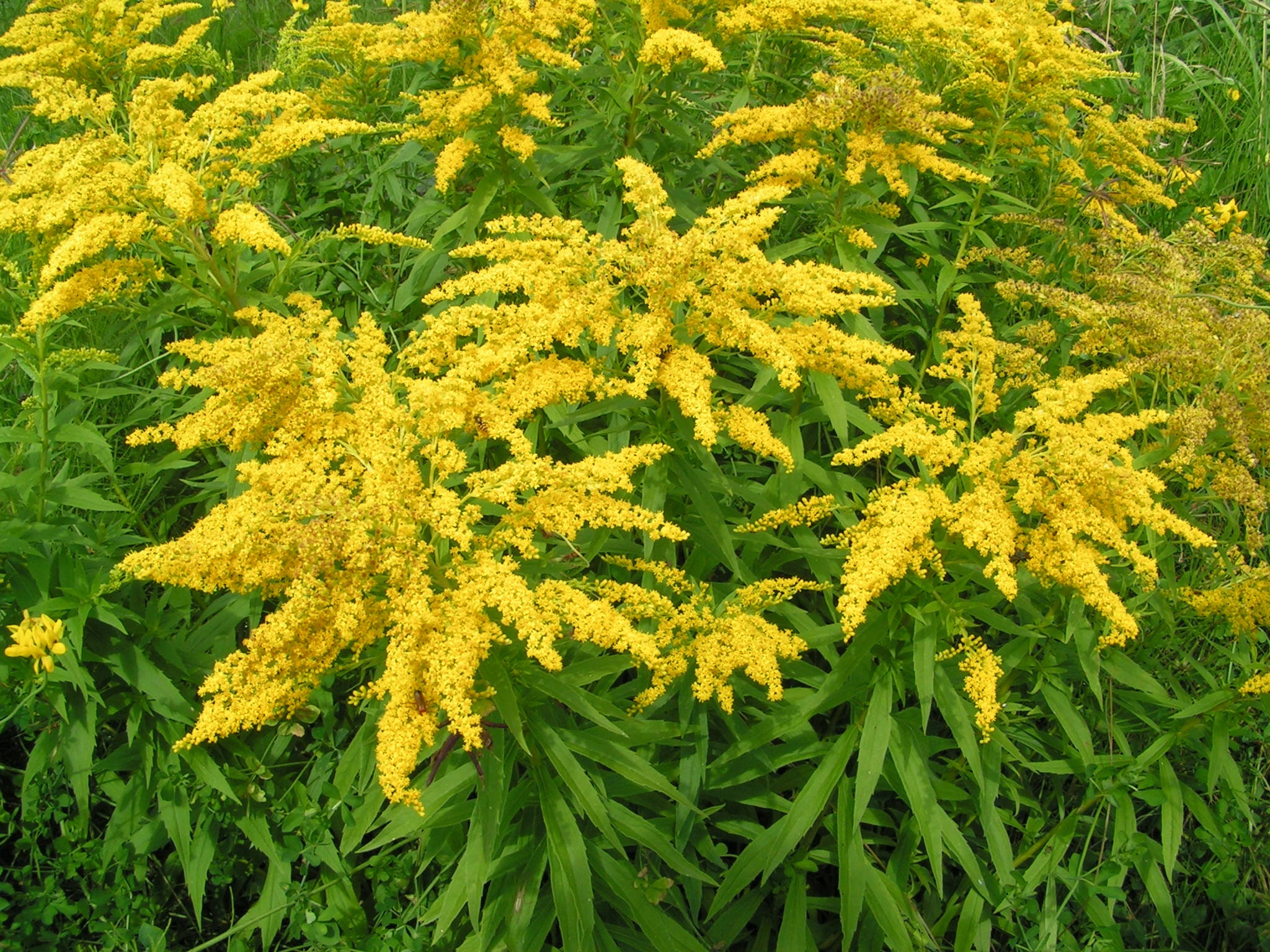 Goldenrod Canadian Flower Seeds 2162 Etsy
