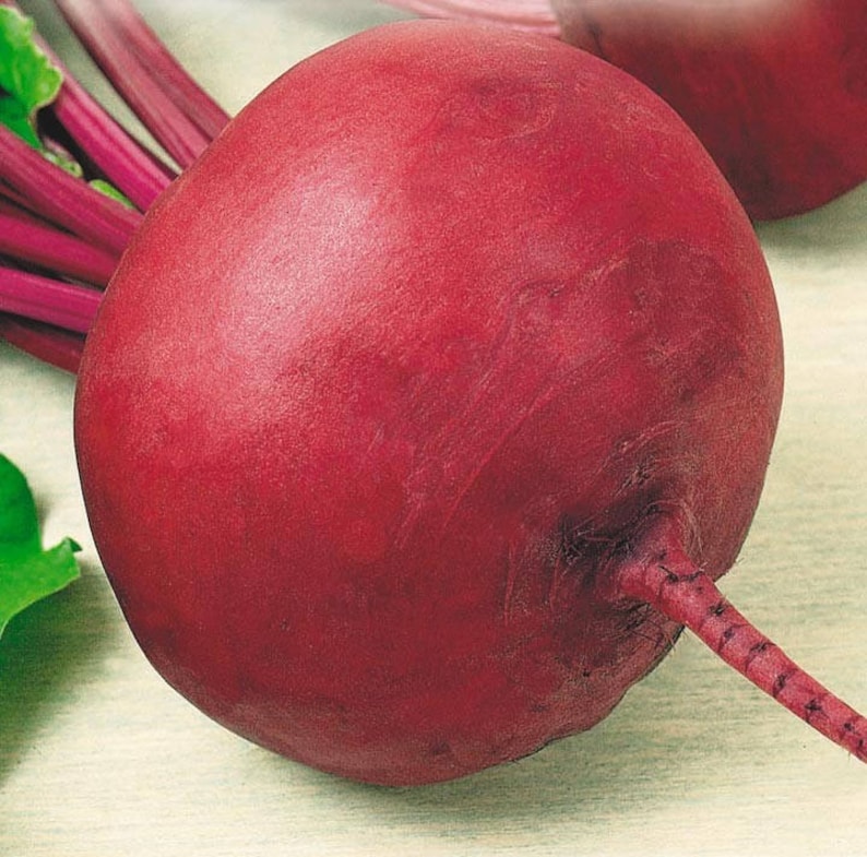 Beetroot Seeds Matchless Heirloom Vegetable Beet Seeds607 Etsy