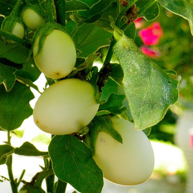 Eggplant Decorative Golden Egg Etsy