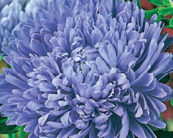 Aster Flower Seeds Lapis Lazuli annual from Ukraine