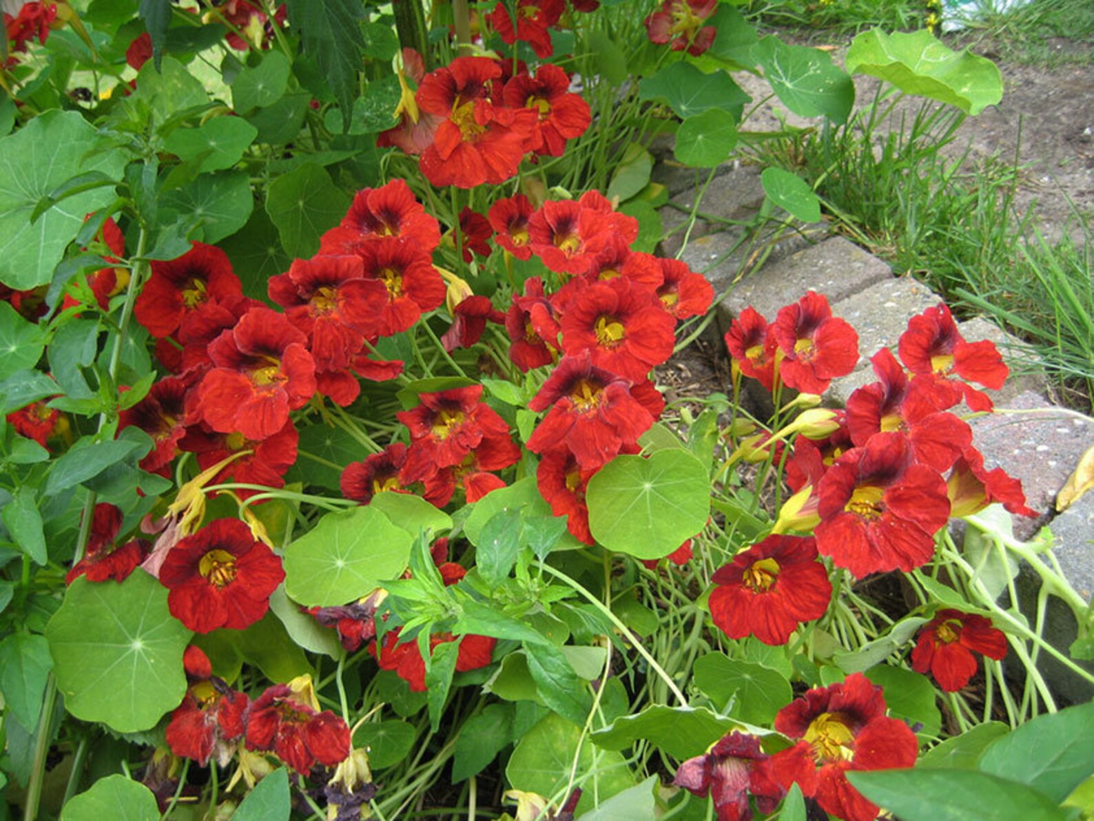 Nasturtium Red Terry Flower Seeds 1958 Etsy