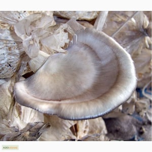 Pleurotus ostreatus (Huîtres de Floride) Spores de champignon/mycélium Frai Graine séchée