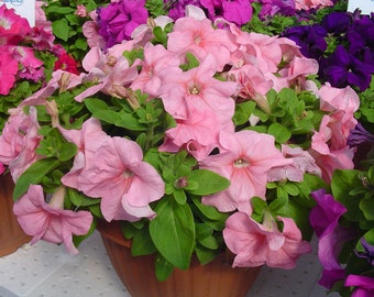 Petunia Bird's milk F1 Nasiona kwiatów wielkokwiatowych