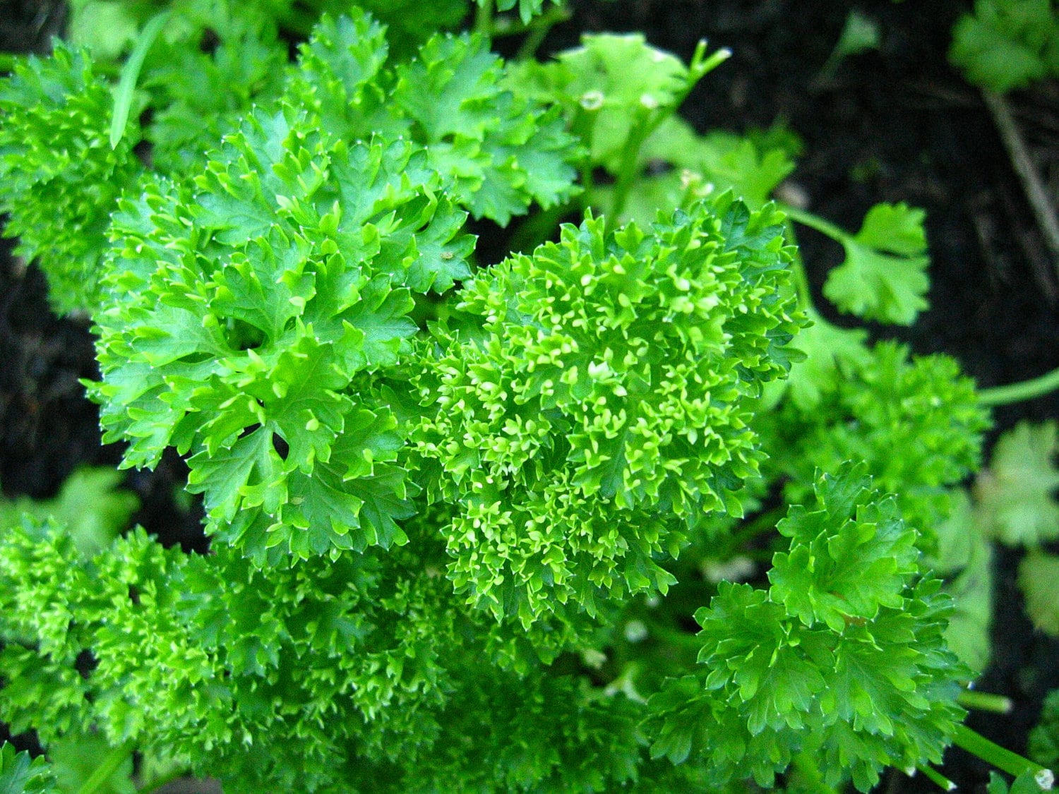Parsley Seeds Paramount Russian Herb Seed12212 Etsy