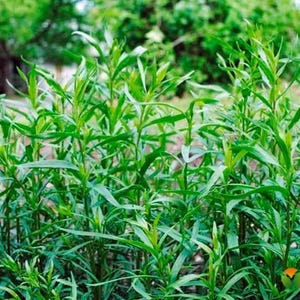 Seeds Herb  Tarragon(Artemisia dracunculus) Organic Heirloom Herb Seed #563