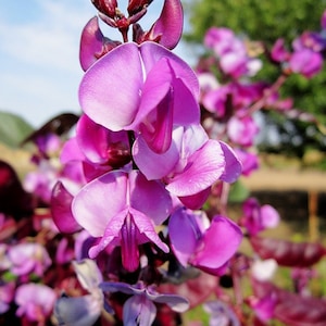 Hyacintbonen *Dolichos lablab* Bloemzaden