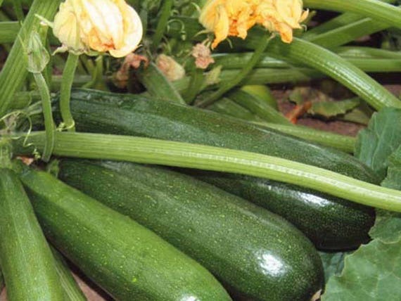 Seeds Squash Zucchini Skvorushka Green Vegetable Organic Heirloom Ukraine