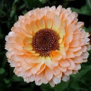 Blumensamen Überraschung