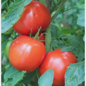 Puede incluir: Primer plano de tomates rojos maduros creciendo en una vid, rodeados de hojas verdes. Los tomates son redondos y lisos, con una superficie brillante. La imagen captura la frescura de los productos del jardín.