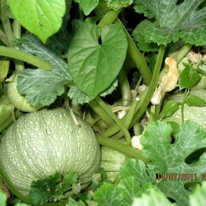 Pumpkin Seeds  Zhdana