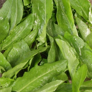 Seeds Herb Sorrel Belvilsky Heirloom Herb Seed#677
