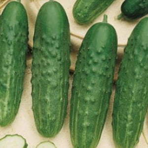 Könnte beinhalten: Eine Gruppe von fünf grünen Gurken mit einer unebenen Textur. Die Gurken sind auf einer hellbraunen Oberfläche angeordnet.