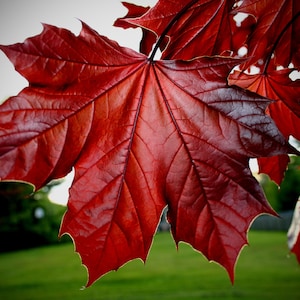Tree Seeds Maple Acer rubrum October Glory from Ukraine