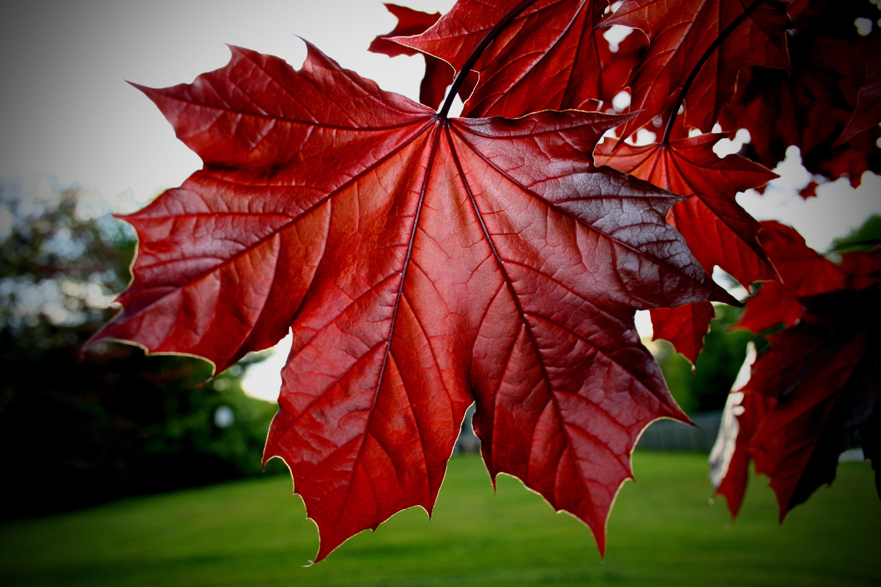 Tree Seeds Maple Acer rubrum October Glory from Ukraine Tree Seeds Maple Acer rubrum October Glory from Ukraine