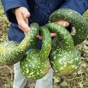 Lagenaria Speckled Bottle Vegetable seeds