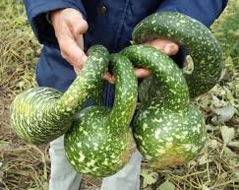 Lagenaria Speckled Bottle Vegetable seeds