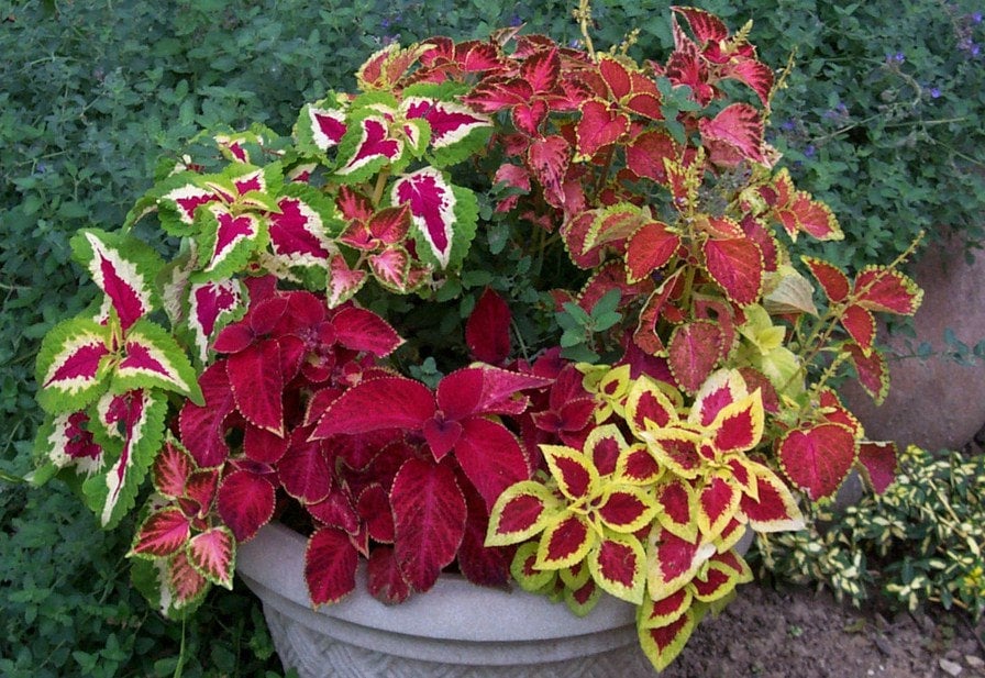 200 SEEDS Coleus blumei MIX Flower Seeds from Ukraine 200 SEEDS Coleus blumei MIX Flower Seeds from Ukraine
