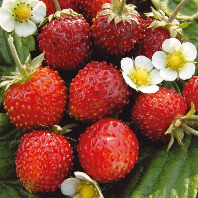 Купить Семена Ягод В Интернет Магазине