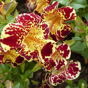 Mimulus hybridus Flower Seeds annuals #1540