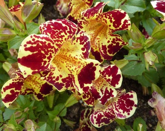 Mimulus hybridus Flower Seeds annuals #1540