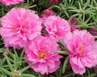 Semillas de flores de verdolaga rosa (portulaca grandiflora)