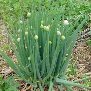 Onion seeds Batun Pierrot