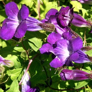 Asarina scandens mix Flower Seeds from Ukraine image 3