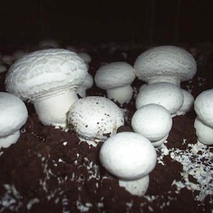Agaricus bisporus (Champignon bisexual) Mushrooms / Mycelium Spores Spawn Dried