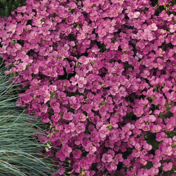 Primula-rosea grandiflora 50 graines