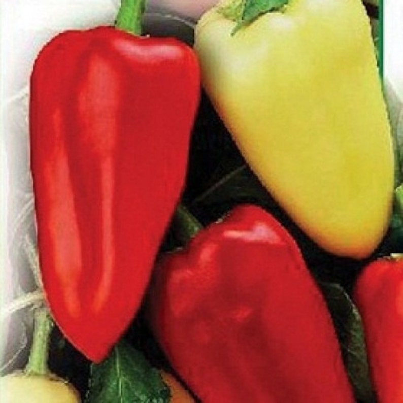 Sweet Pepper Seeds Vegetable Seeds Average 185 Etsy