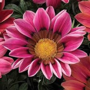 Gazania Talent pink F1 Flower seeds