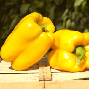 Sweet Pepper Hercules yellow Heirloom Vegetable Seeds
