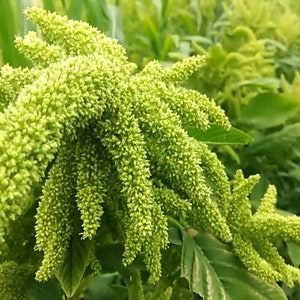 Flower Seeds Amaranthus caudatus green