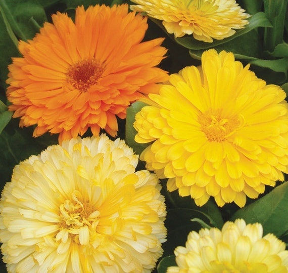 Calendula Mix Flower Seeds from Ukraine Calendula Mix Flower Seeds from Ukraine
