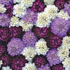 Semi di fiori di Iberis Umbellata dall&#39;Ucraina