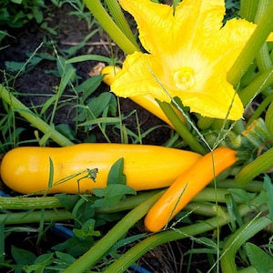 Könnte beinhalten: Zwei gelbe Zucchini, die an einer Pflanze mit einer gelben Blüte wachsen. Die Zucchini liegen auf dem Boden und die Blüte blüht.