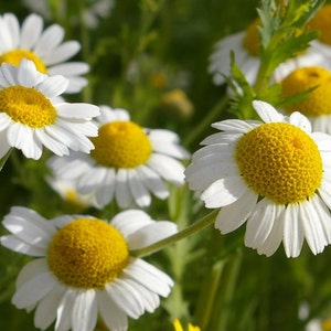 Seeds Herb Сamomile Matricaria Charmomilla  annuals  Heirloom Herb Seed#572