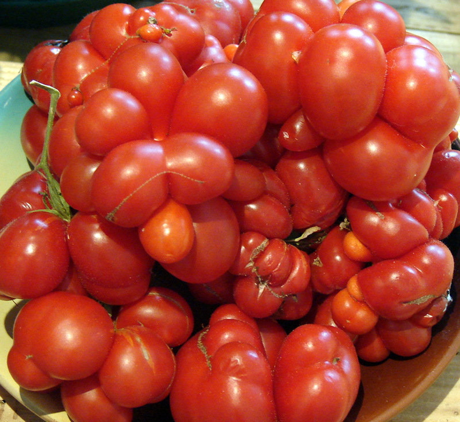 travellers tomato