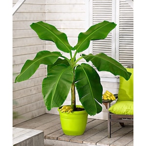 Banana Tropicano indoor Flower Seeds