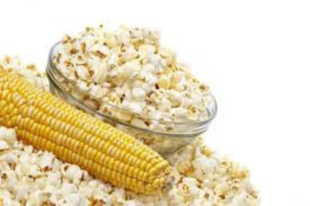 Corn Seeds Popcorn Ukraine Heirloom Organic Seeds - Etsy Australia