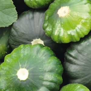 Könnte beinhalten: Nahaufnahme einer Gruppe grüner Pattypan-Kürbisse. Die Kürbisse sind in einem Stapel angeordnet, wobei sich einige überlappen. Die Kürbisse haben eine glatte, grüne Schale und eine leicht unebene Textur.