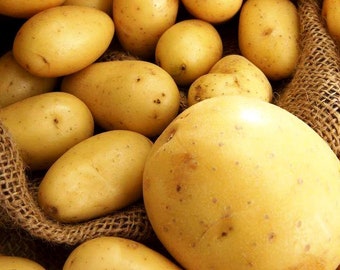 Sementes de batata Revenge Sementes de vegetais da Ucrânia / média#1651