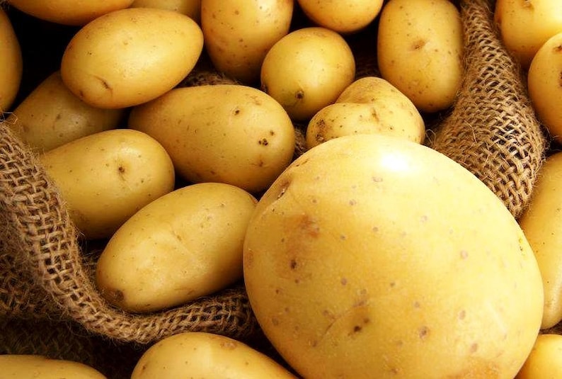 Potato Seeds Revenge Vegetable Seeds From Ukraine / Etsy