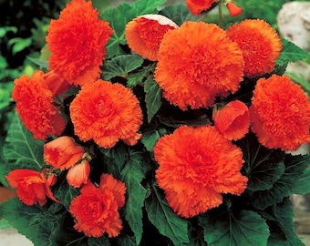 Semillas de flores perennes de Begonia Apricot F1 Terry
