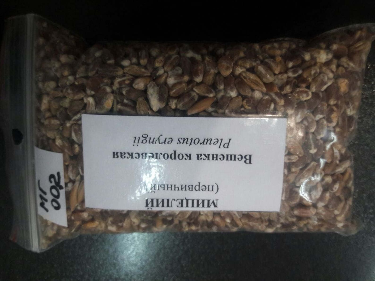 Pleurotus Eryngii Royal Oyster Mushrooms / Mycelium Spores Etsy