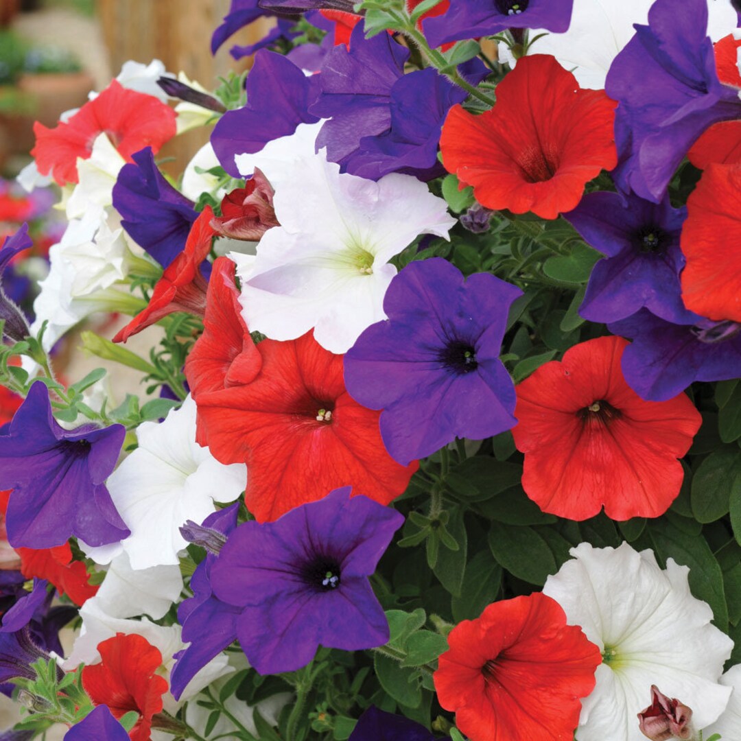Petunia Hang-downing Avalanche Mix Flower Seeds - Etsy Canada