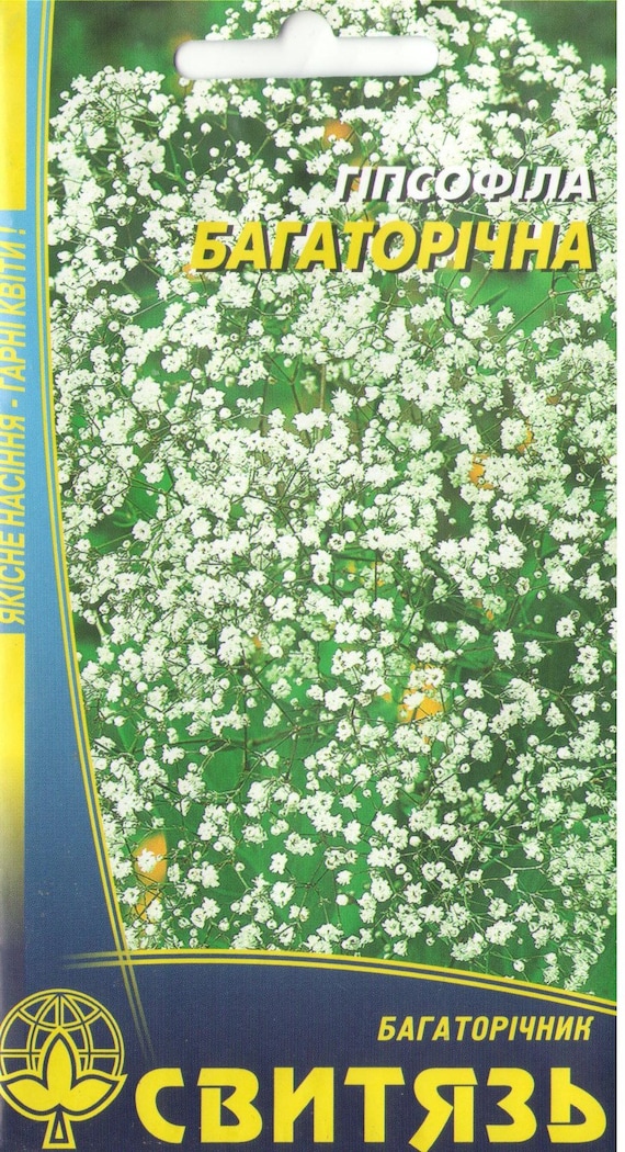 Gypsophile paniculata vivace fleur blanche graines de - Etsy Canada